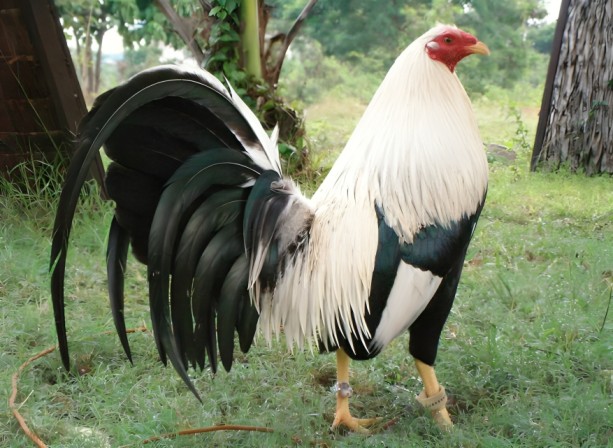 Giống Gà Chọi Mạnh Nhất