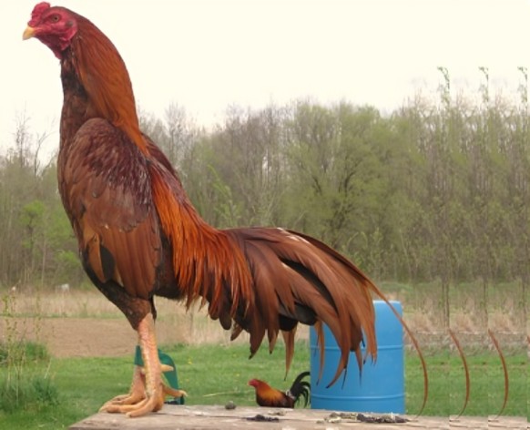 Giống Gà Chọi Dũng Mãnh Nhất