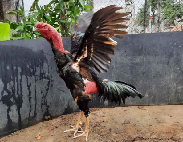 Giống Gà Chọi Mạnh Nhất