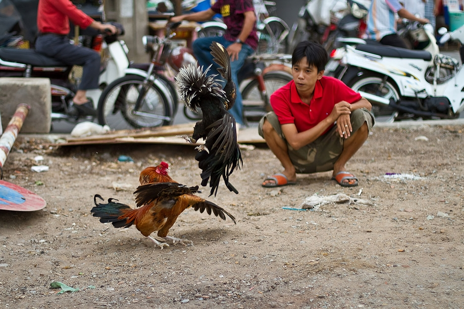 Chọi Gà Ở Việt Nam