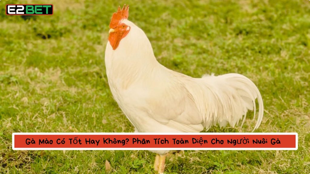 Gà Mào Có Tốt Hay Không
