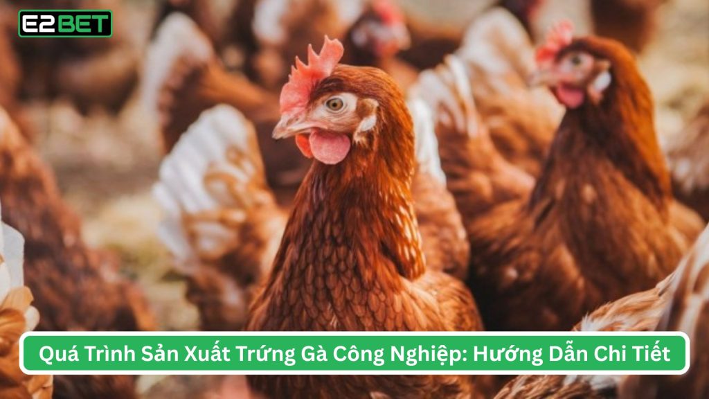 Trứng Gà Công Nghiệp