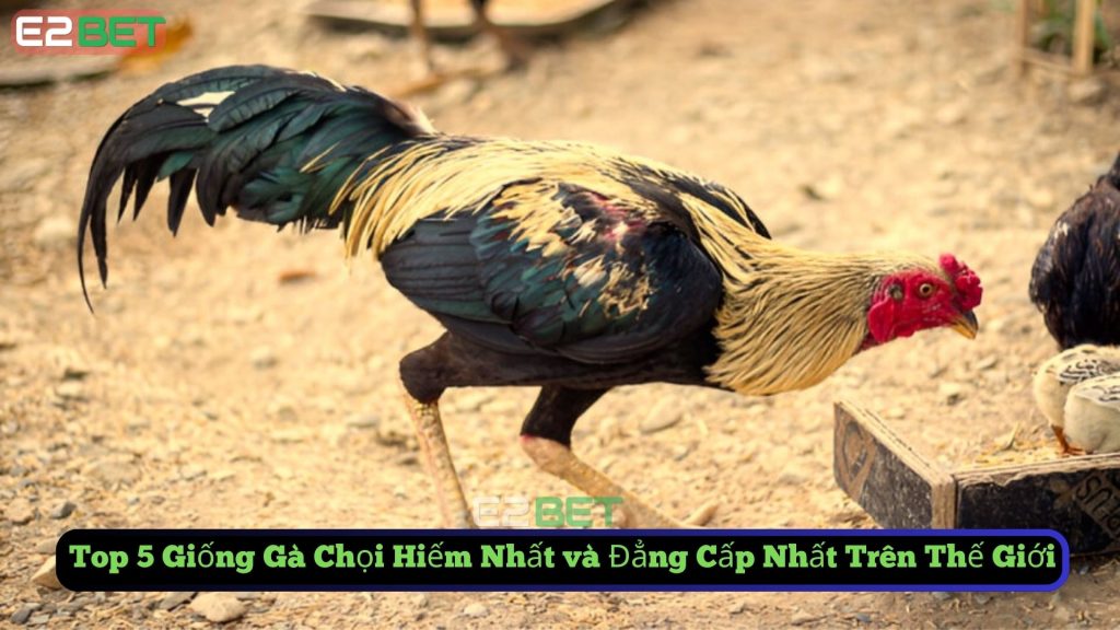 Giống Gà Chọi Hiếm Nhất