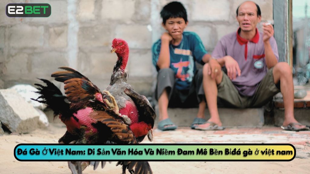 Đá Gà Ở Việt Nam