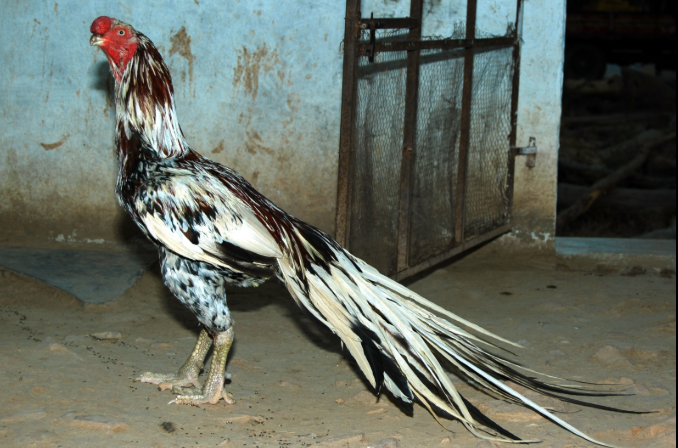 Giống Gà Chọi Hiếm Nhất