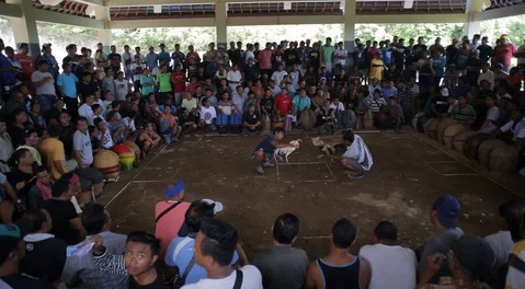 Đá Gà Ở Việt Nam