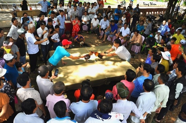 Chọi Gà Ở Việt Nam