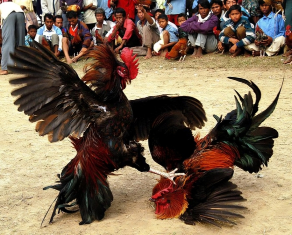 Chọi Gà Ở Việt Nam
